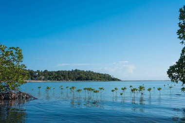 Mangrov kökleri plaja yayılmış..