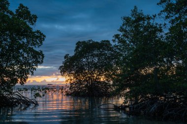 Mangrov kökleri plaja yayılmış..
