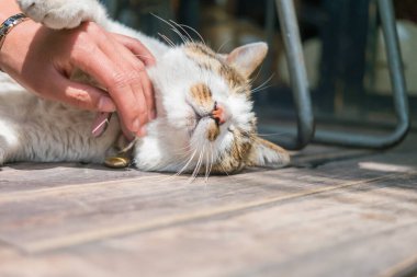 Kedi