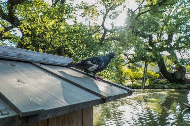 Dazaifu tapınak: Fukuoka, Japan.