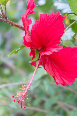 Hibiscus çiçeğindeki Çekirge