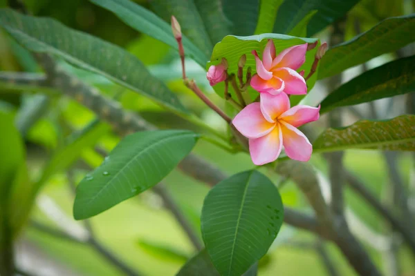 Plumeria kwiaty — Zdjęcie stockowe