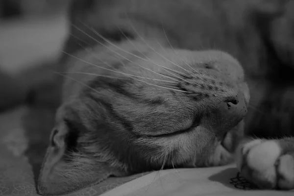 Bonito Gato Dormindo Preto Branco Imagem — Fotografia de Stock