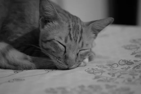 Cute Kot Śpi Czarny Biały Obraz — Zdjęcie stockowe