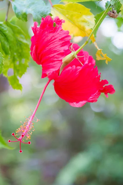 Rosa chinesa vermelha — Fotografia de Stock