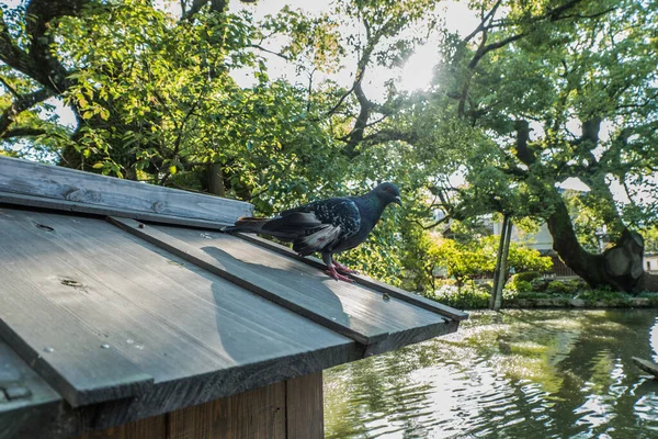 Dazaifu helgedom i Fukuoka, Japan. — Stockfoto