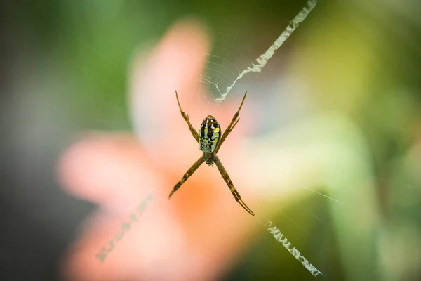 Argiope keyserlingi Aranha — Fotografia de Stock