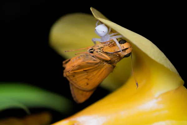 Araña blanca y polilla — Foto de Stock