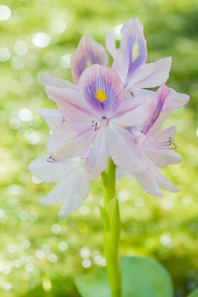 Water Hyacinth Flower — Stock Photo, Image