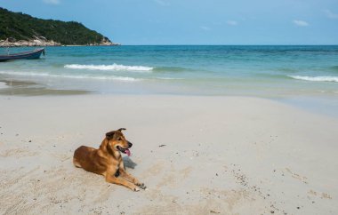 Haad Rin sahilindeki köpek, Koh Pha Ngan