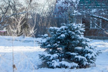 Küçük mavi ladin bir kır evinin arka planında.