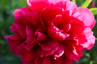 Çiçek açan şakayıktan yapılmış çiçek arkaplanı. Pembe çiçekli çalıların Macro manzarası. Çiçek şakayığı. Bahar ve yaz konsepti. Bahçe çiçekleri dokusu. Paeonia gardenya baş yakın çekim.