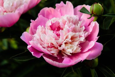 Çiçek açan şakayıktan yapılmış çiçek arkaplanı. Pembe çiçekli çalıların Macro manzarası. Çiçek şakayığı. Bahar ve yaz konsepti. Bahçe çiçekleri dokusu. Paeonia gardenya baş yakın çekim.