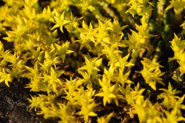 Goldmoss Taş Rop. Sedum Aureum. Küçük sarı çiçekler. Makro fotoğrafçılık, yaz geçmişi. Yosunlu taş rop, altın yosunu sedum, ısıran taş ve duvar biberi. İzole edilmiş, kapatın.
