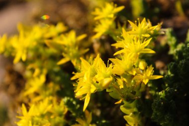 Goldmoss Taş Rop. Sedum Aureum. Küçük sarı çiçekler. Makro fotoğrafçılık, yaz geçmişi. Yosunlu taş rop, altın yosunu sedum, ısıran taş ve duvar biberi. İzole edilmiş, kapatın.