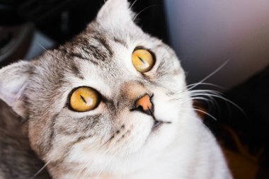 Gri İskoç kedi yavrusunun portresi. Küçük gri tekir kedicik. Büyük mavi gözler. Duvar kağıdı, kapak, kartpostal için güzel bir arka plan. İzole edilmiş, kapatın. Kedi konsepti.