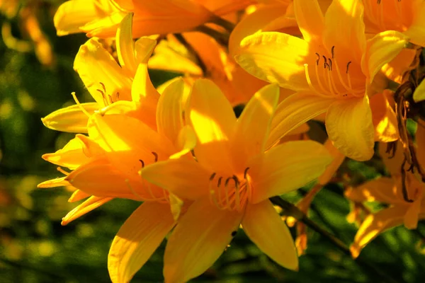 Kwiatowe Tło Wykonane Kwitnących Lilii Makro Widok Krzewu Żółtego Kwiatu — Zdjęcie stockowe