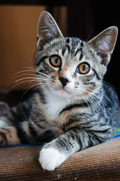 Brązowy Kot Domowy Kot Patrzy Górę Kocia Twarz Bliska Domek — Zdjęcie stockowe