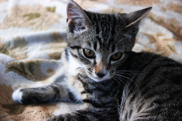 Maulkorb Braune Hauskatze Die Katze Blickt Auf Katzengesicht Aus Nächster — Stockfoto