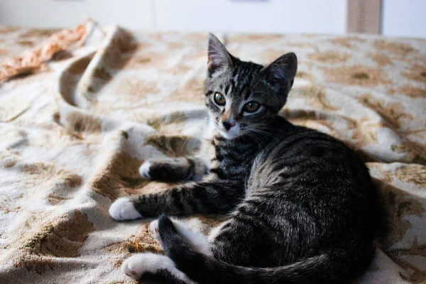 Bocal Gato Doméstico Marrom Gato Olha Para Cima Gato Cara — Fotografia de Stock