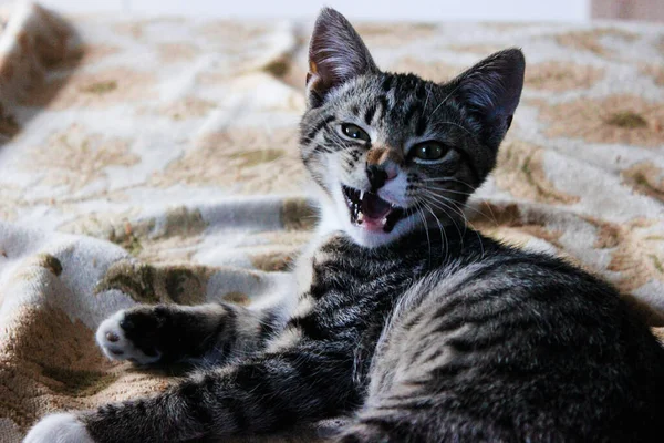 Bocal Gato Doméstico Marrom Gato Olha Para Cima Gato Cara — Fotografia de Stock