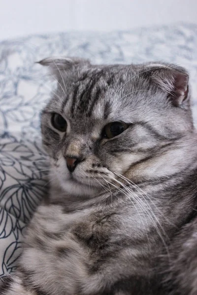 灰色苏格兰折叠式小猫的肖像 小灰胖矮小的小猫 大大的蓝眼睛墙纸 明信片的漂亮背景 关闭了 猫的概念 — 图库照片
