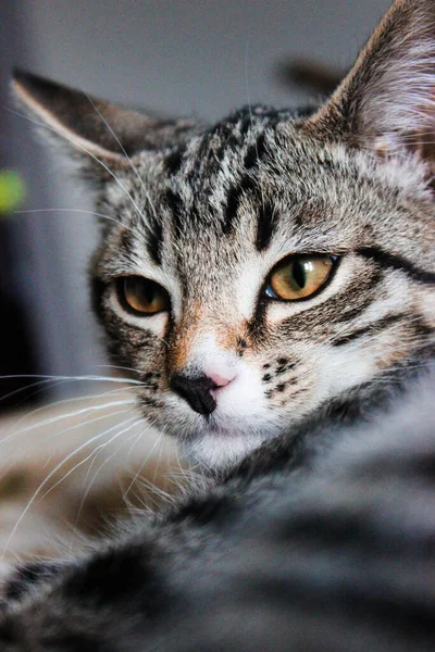 Hocico Marrón Gato Doméstico Gato Mira Hacia Arriba Cara Gato —  Fotos de Stock