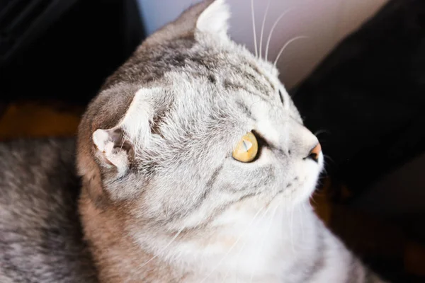 귀뚜라미의 그림이야 테이블짧은 고양이 엽서의 아름다운 배경이죠 고립되고 가까워 고양이의 — 스톡 사진