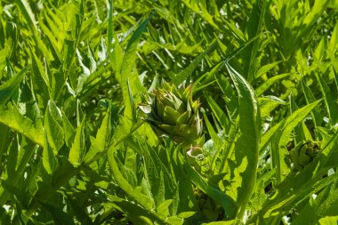 Akdeniz enginar sebze ekimi Crete, Yunanistan