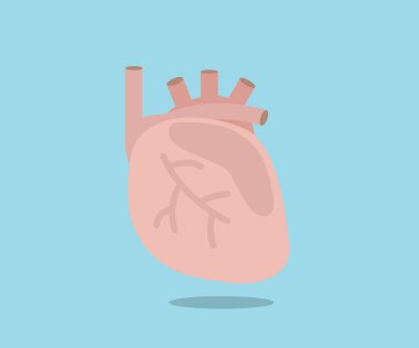 kalp anatomisi beyaz çizgi düz tasarım vektör çizim ile