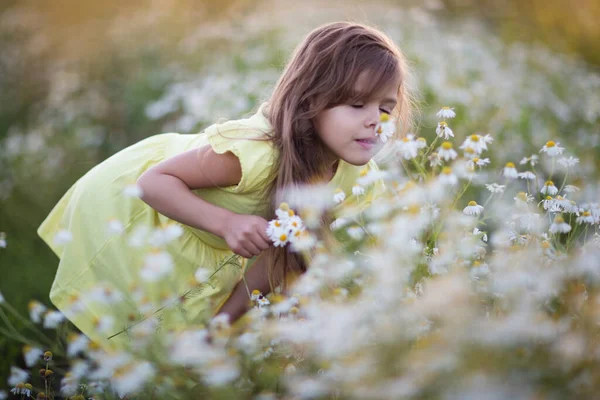 Маленька Дівчинка Полі Нюхає Квіти Ромашки — стокове фото