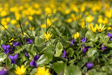 bahar sarısı ve mor kır çiçekleri yeşil çimenlikte 