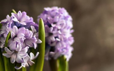8 Mart için bulanık arkaplanda mor sümbüller