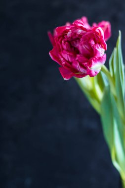 Koyu arkaplanda bir bahar pembe lalesi