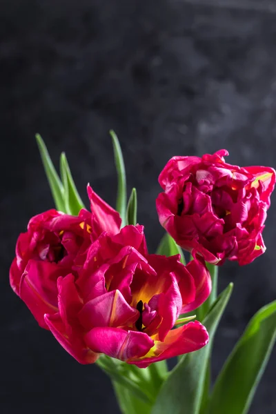 Lente Mooie Roze Tulpen Donkere Wazig Achtergrond Close — Stockfoto