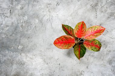 Dieffenbachia cilalı çimento üzerinde