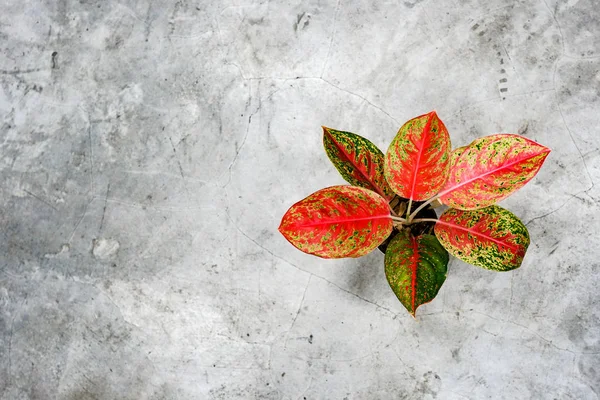 Dieffenbachia cilalı çimento üzerinde