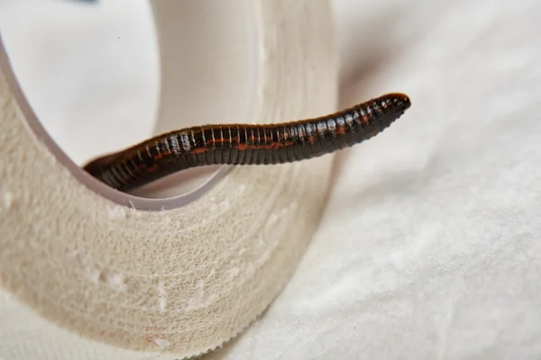 Leech for hirudotherapy — Stock Photo, Image