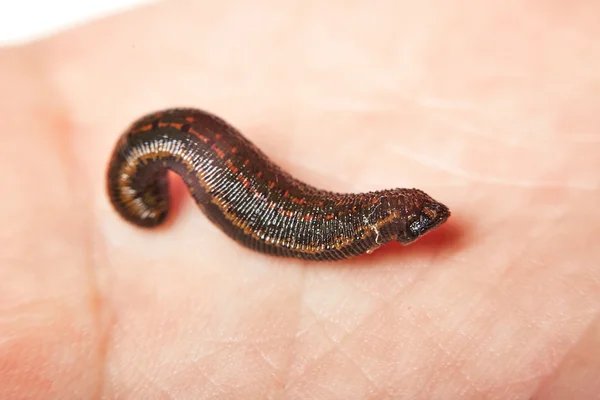 Leech for hirudotherapy on the hand — Stock Photo, Image