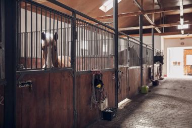 Atları kendi istikrarlı. At kümesi ahşap yüzeyde bridles.