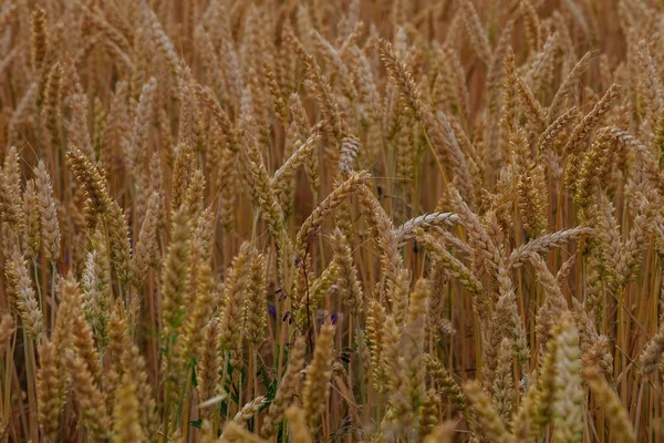 Campo de trigo dourado com céu nublado no fundo . — Fotografia de Stock