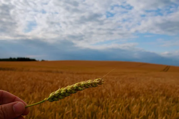 Espiguilla de trigo en la mano sobre el fondo de un campo de trigo . — Foto de Stock