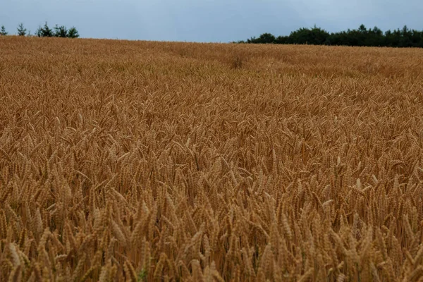 Золоте пшеничне поле з похмурим небом на фоні — стокове фото