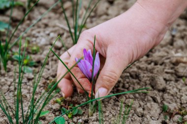 Safran tarlasında hasat. Dünyanın en pahalı baharatı..