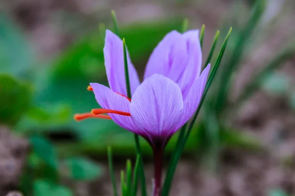 Kwiaty szafranu na polu szafranowym podczas kwitnienia. — Zdjęcie stockowe