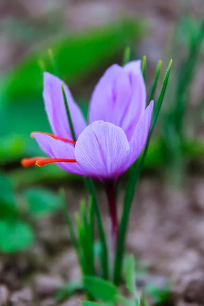 Saffron flowers on a saffron field during flowering.