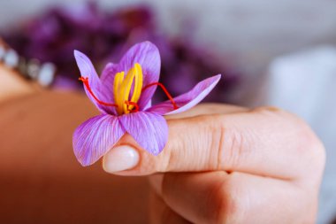 Elinde taze kesilmiş safran çiçeği..