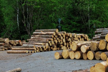 Orman yolu boyunca kütük yığınları, Tatry.,