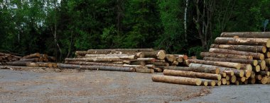 Orman yolu boyunca kütük yığınları, Tatry.,