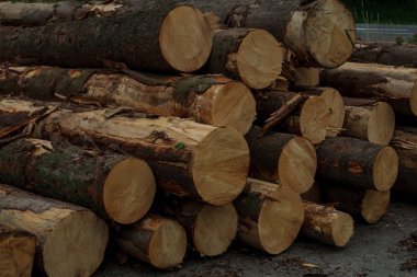 Orman yolu boyunca kütük yığınları, Tatry.,